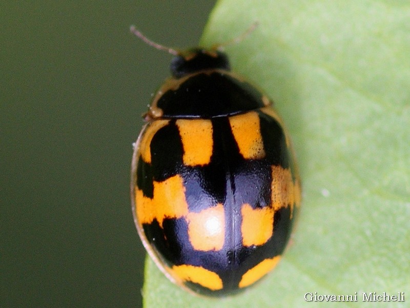 Coccinellidae: Propylea quatuordecimpunctata